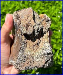 RARE Fossil Iguanodon Vertebrae Dinosaur Bones England Cretaceous Isle of Wight