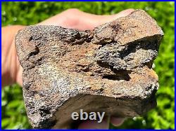 RARE Fossil Iguanodon Vertebrae Dinosaur Bones England Cretaceous Isle of Wight