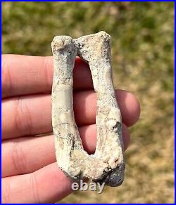 RARE Fossil Psittacosaurus Dinosaur Arm Bones China Yixian Formation Ceratopsian