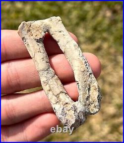 RARE Fossil Psittacosaurus Dinosaur Arm Bones China Yixian Formation Ceratopsian