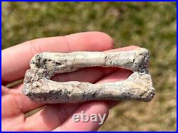 RARE Fossil Psittacosaurus Dinosaur Arm Bones China Yixian Formation Ceratopsian