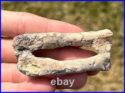 RARE Fossil Psittacosaurus Dinosaur Arm Bones China Yixian Formation Ceratopsian