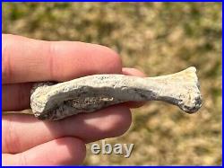 RARE Fossil Psittacosaurus Dinosaur Arm Bones China Yixian Formation Ceratopsian