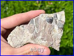 RARE Fossil Sauropod Jaw with Teeth Madagascar Dinosaur Bones Jurassic Age