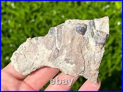 RARE Fossil Sauropod Jaw with Teeth Madagascar Dinosaur Bones Jurassic Age