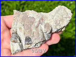 RARE Fossil Sauropod Jaw with Teeth Madagascar Dinosaur Bones Jurassic Age