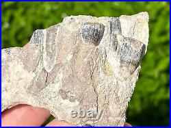 RARE Fossil Sauropod Jaw with Teeth Madagascar Dinosaur Bones Jurassic Age