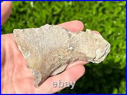 RARE Fossil Sauropod Jaw with Teeth Madagascar Dinosaur Bones Jurassic Age