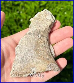 RARE Fossil Sauropod Jaw with Teeth Madagascar Dinosaur Bones Jurassic Age