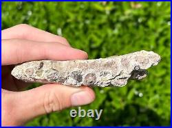 RARE Fossil Sauropod Jaw with Teeth Madagascar Dinosaur Bones Jurassic Age