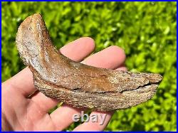 RARE Fossil Tylosaurus Mosasaur Coronoid Jaw Texas Ozan Formation Dinosaur Bones