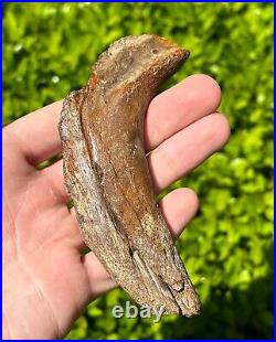 RARE Fossil Tylosaurus Mosasaur Coronoid Jaw Texas Ozan Formation Dinosaur Bones