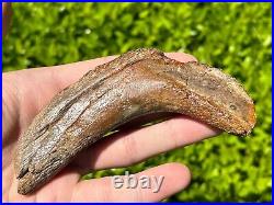 RARE Fossil Tylosaurus Mosasaur Coronoid Jaw Texas Ozan Formation Dinosaur Bones