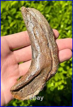 RARE Fossil Tylosaurus Mosasaur Coronoid Jaw Texas Ozan Formation Dinosaur Bones