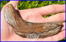 RARE Fossil Tylosaurus Mosasaur Coronoid Jaw Texas Ozan Formation Dinosaur Bones