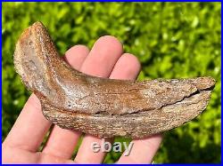 RARE Fossil Tylosaurus Mosasaur Coronoid Jaw Texas Ozan Formation Dinosaur Bones