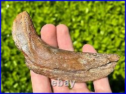 RARE Fossil Tylosaurus Mosasaur Coronoid Jaw Texas Ozan Formation Dinosaur Bones