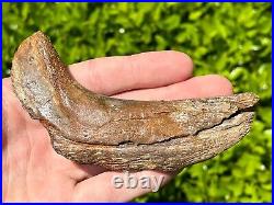 RARE Fossil Tylosaurus Mosasaur Coronoid Jaw Texas Ozan Formation Dinosaur Bones