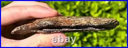 RARE Fossil Tylosaurus Mosasaur Coronoid Jaw Texas Ozan Formation Dinosaur Bones