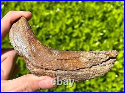 RARE Fossil Tylosaurus Mosasaur Coronoid Jaw Texas Ozan Formation Dinosaur Bones