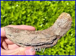 RARE Fossil Tylosaurus Mosasaur Coronoid Jaw Texas Ozan Formation Dinosaur Bones