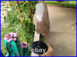 RARE Polished Dinosaur Dino GemBone bone Cretacous Texas Aguja Formation