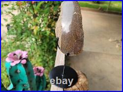 RARE Polished Dinosaur Dino GemBone bone Cretacous Texas Aguja Formation