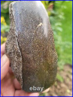 RARE Polished Dinosaur Dino GemBone bone Cretacous Texas Aguja Formation