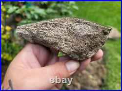 RARE Polished Dinosaur Dino GemBone bone Cretacous Texas Aguja Formation