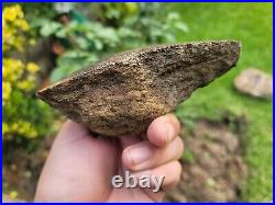 RARE Polished Dinosaur Dino GemBone bone Cretacous Texas Aguja Formation