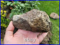 RARE Polished Dinosaur Dino GemBone bone Cretacous Texas Aguja Formation