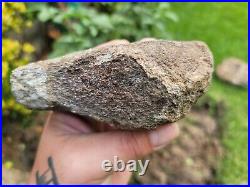 RARE Polished Dinosaur Dino GemBone bone Cretacous Texas Aguja Formation