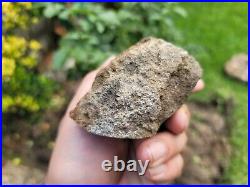 RARE Polished Dinosaur Dino GemBone bone Cretacous Texas Aguja Formation