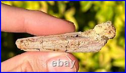 RARE Pterosaur Beak Jaw Fossil Kem Kem Dinosaur Bones 2.1 Morocco Cretaceous