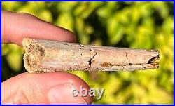 RARE Pterosaur Beak Jaw Fossil Kem Kem Dinosaur Bones 2.1 Morocco Cretaceous