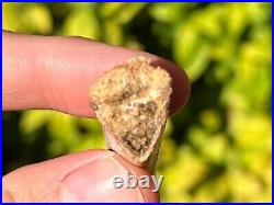 RARE Pterosaur Beak Jaw Fossil Kem Kem Dinosaur Bones 2.1 Morocco Cretaceous