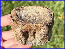 RARE Texas Fossil Plesiosaur Vertebrae Cretaceous Age Dinosaur Bone