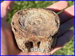 RARE Texas Fossil Plesiosaur Vertebrae Cretaceous Age Dinosaur Bone