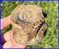 RARE Texas Fossil Plesiosaur Vertebrae Cretaceous Age Dinosaur Bone