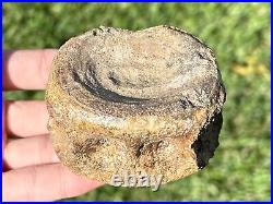 RARE Texas Fossil Plesiosaur Vertebrae Cretaceous Age Dinosaur Bone