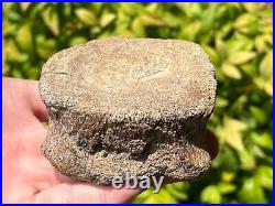 RARE Texas Fossil Plesiosaur Vertebrae Dinosaur Bones Ozan Formation Cretaceous