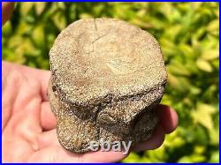 RARE Texas Fossil Plesiosaur Vertebrae Dinosaur Bones Ozan Formation Cretaceous