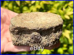 RARE Texas Fossil Plesiosaur Vertebrae Dinosaur Bones Ozan Formation Cretaceous