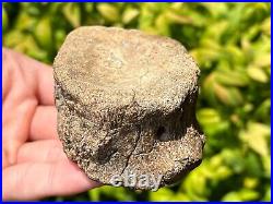 RARE Texas Fossil Plesiosaur Vertebrae Dinosaur Bones Ozan Formation Cretaceous