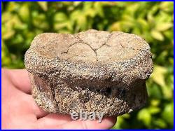 RARE Texas Fossil Plesiosaur Vertebrae Dinosaur Bones Ozan Formation Cretaceous