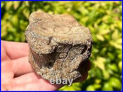 RARE Texas Fossil Plesiosaur Vertebrae Dinosaur Bones Ozan Formation Cretaceous