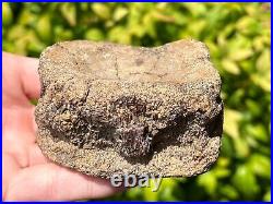 RARE Texas Fossil Plesiosaur Vertebrae Dinosaur Bones Ozan Formation Cretaceous