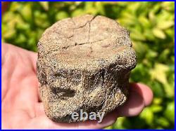 RARE Texas Fossil Plesiosaur Vertebrae Dinosaur Bones Ozan Formation Cretaceous