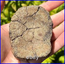 RARE Texas Fossil Plesiosaur Vertebrae Dinosaur Bones Ozan Formation Cretaceous