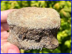 RARE Texas Fossil Plesiosaur Vertebrae Dinosaur Bones Ozan Formation Cretaceous